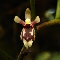 Luisia tenuifolia Blume